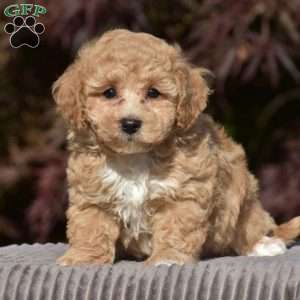 Lennox, Bich-Poo Puppy